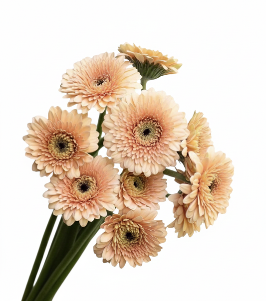 Gerbera bolera