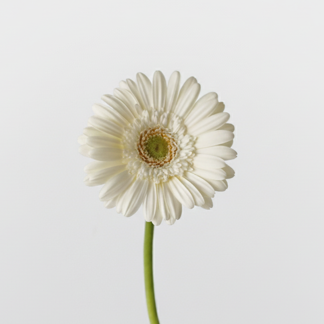 Gerbera mini