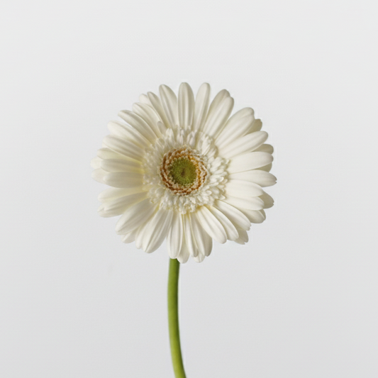 Gerbera mini