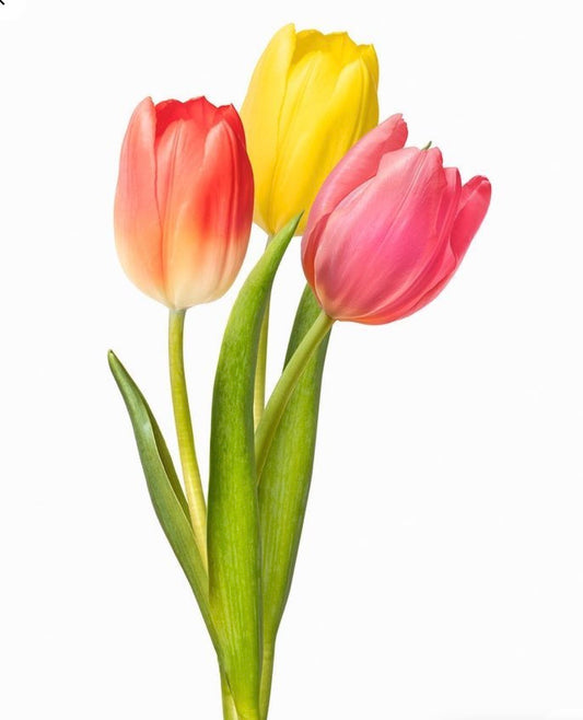 Tulipanes