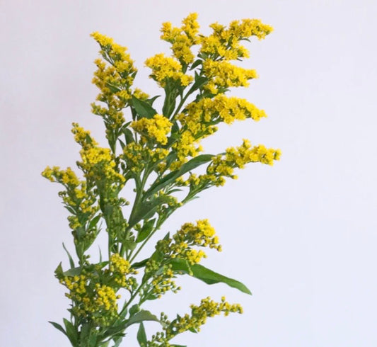 Solidago follaje