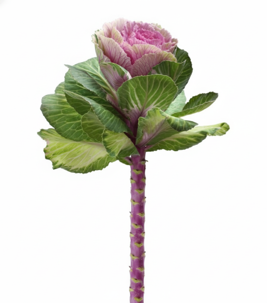 Flor de col