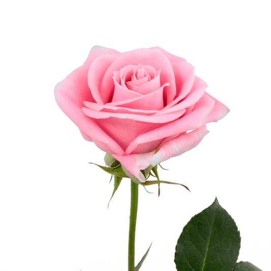 Rosa rosa