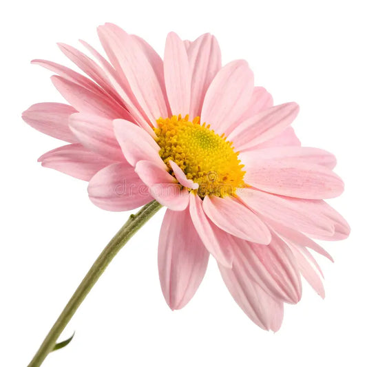 Margarita rosa