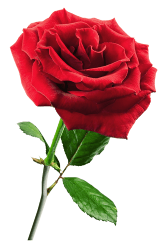Rosa Roja