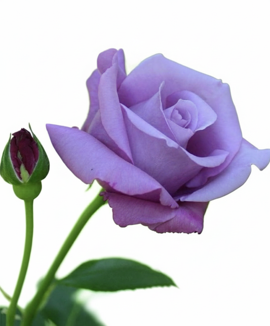 Rosa lila