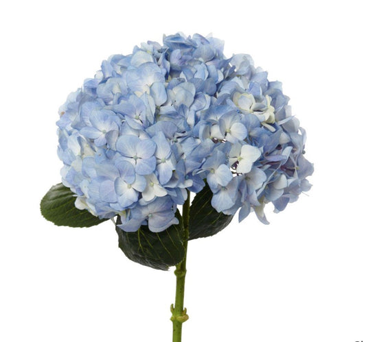 Hortensia