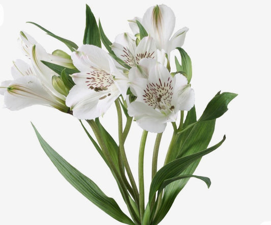 Astromelia