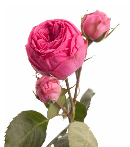5 Rosa piano