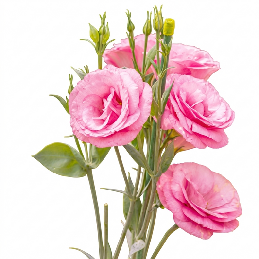 Lisianthus